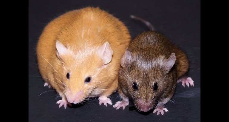 860 agouti mouse mice