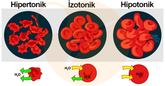 osmotic pressure on blood cells tr