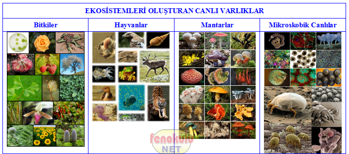 ekosistemi olusturan canlilar