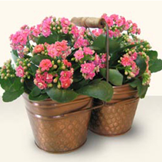 kalanchoe cicegi bakimi